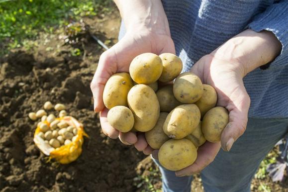 Légumes de producteurs locaux