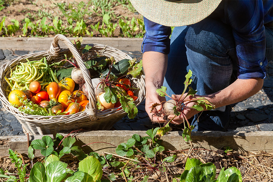 Revendeur de producteurs locaux